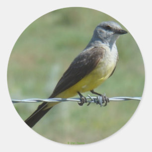B44 Western Kingbird Runder Aufkleber