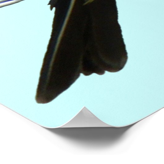 B45 Western Kingbird Poster (Ecke)