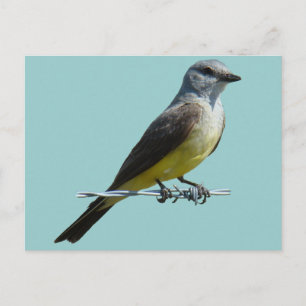 B45 Western Kingbird Postkarte