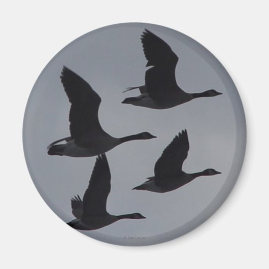 B46 Canadian Geese in Flight Magnet (Vorne)