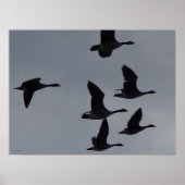 B46 Canadian Geese in Flight Poster (Vorne)