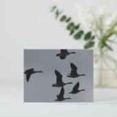 B46 Kanadagänse im Flug Postkarte (Stehend Vorderseite)