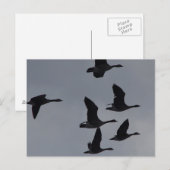 B46 Kanadagänse im Flug Postkarte (Vorne/Hinten)