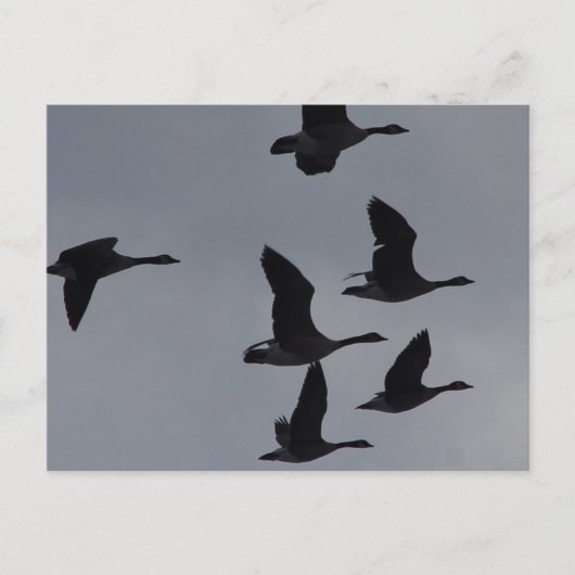 B46 Kanadagänse im Flug Postkarte (Vorderseite)
