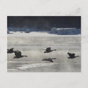 B47 Kanadagänse über gefrorenem Fluss Postkarte
