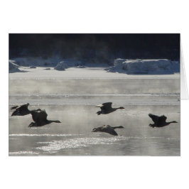 B47 Kanadische Gänse über Frozen