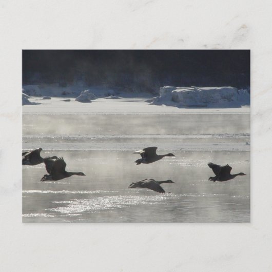 B47 Kanadische Gänse über Frozen Postkarte (Vorderseite)