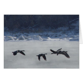 B48 Kanadische Gänse über Frozen