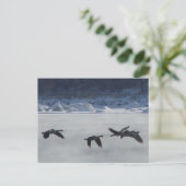 B48 Kanadische Gänse über Frozen Postkarte (Stehend Vorderseite)
