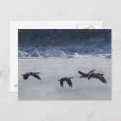 B48 Kanadische Gänse über Frozen Postkarte (Vorne/Hinten)