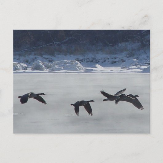 B48 Kanadische Gänse über Frozen Postkarte (Vorderseite)