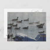B49 Kanadische Gänse auf dem Frozen Postkarte (Vorne/Hinten)