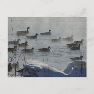 B49 Kanadische Gänse auf dem Frozen Postkarte