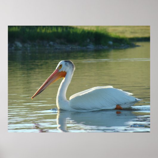 B4 White Pelican Poster (Vorne)