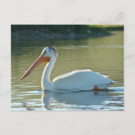 B4 White Pelican Postkarte