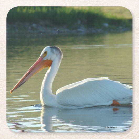 B4 White Pelican Rechteckiger Pappuntersetzer (Vorderseite)