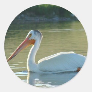 B4 White Pelican Runder Aufkleber