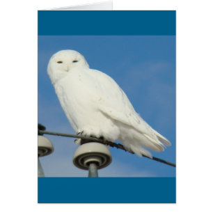 B50 Schneeauge