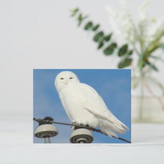 B50 Schneeauwl Postkarte (Stehend Vorderseite)