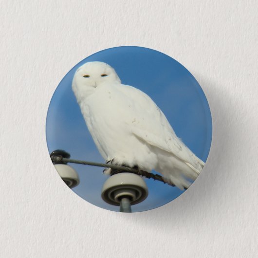 B50 Schneeeule Button (Vorderseite)