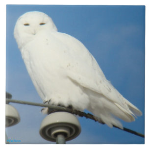B50 Schneeeule Fliese