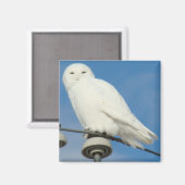 B50 Schneeeule Magnet (Vorderseite/Rückseite)