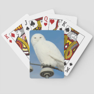 B50 Schneeeule Spielkarten