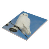 B50 Snowy Eule Fliese (Seite)