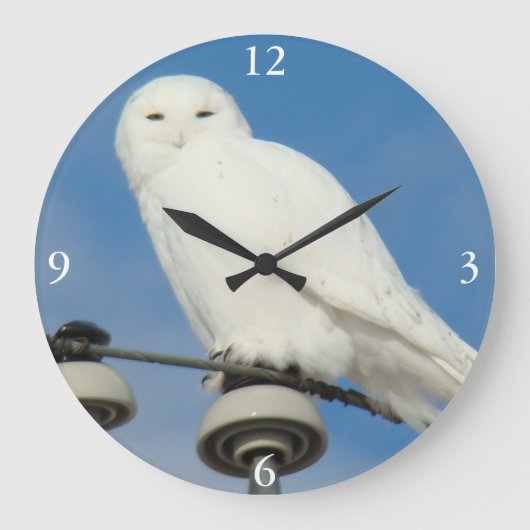 B50 Snowy Owl Große Wanduhr (Vorderseite)