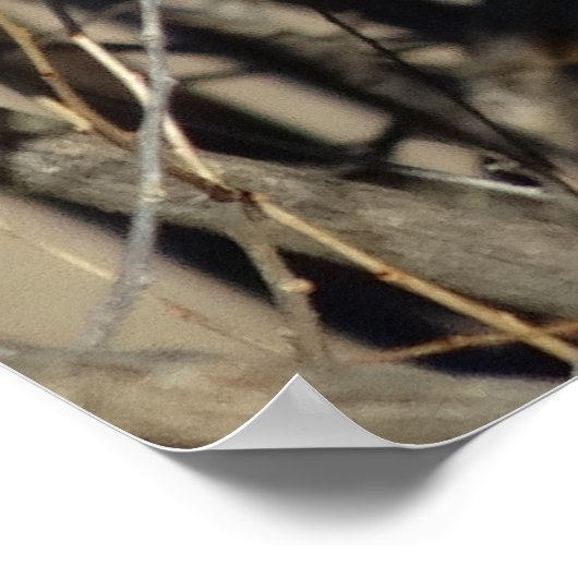 B51 Großes Hornhuhn Poster (Ecke)