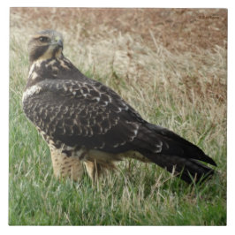 B52 Swainsons Falke Fliese