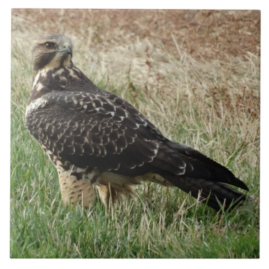 B52 Swainsons Falke Fliese (Vorderseite)