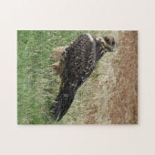 B52 Swainsons Falke Puzzle (Horizontal)