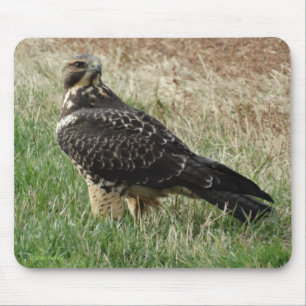 B52 Swainsons Habicht Mousepad