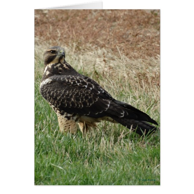 B52 Swainson's Hawk (Vorne)