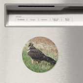 B52 Swainson's Hawk Magnet (In Situ (Geschirrspüler))