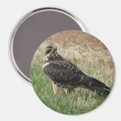 B52 Swainson's Hawk Magnet (Vorderseite/Rückseite)