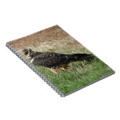 B52 Swainson's Hawk Notizblock (Rechte Seite)