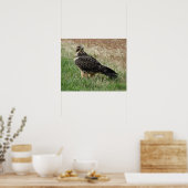 B52 Swainson's Hawk Poster (Küche)