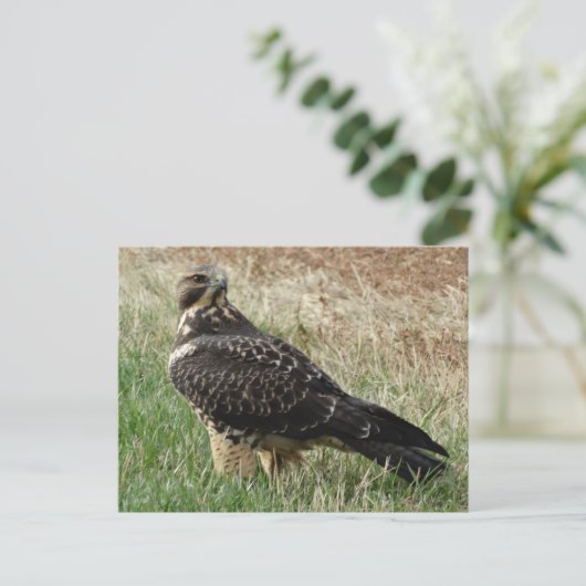 B52 Swainson's Hawk Postkarte (Stehend Vorderseite)