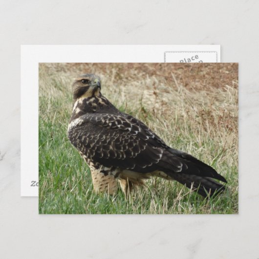 B52 Swainson's Hawk Postkarte (Vorne/Hinten)
