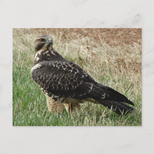 B52 Swainson's Hawk Postkarte (Vorderseite)