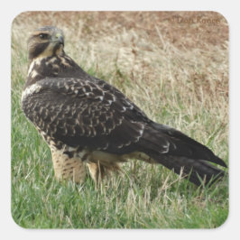 B52 Swainson's Hawk Quadratischer Aufkleber