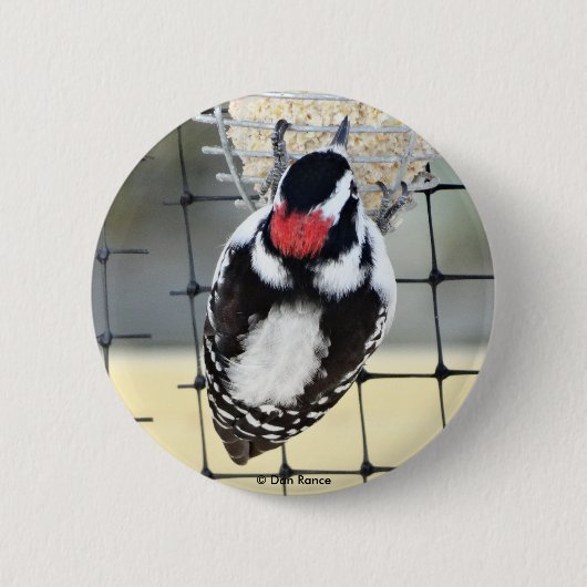 B53 Downy Woodpecker Button (Vorderseite)