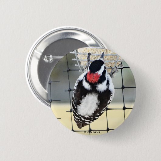 B53 Downy Woodpecker Button (Vorne & Hinten)