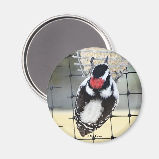 B53 Downy Woodpecker Magnet (Vorderseite/Rückseite)