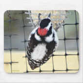 B53 Downy Woodpecker Mousepad (Vorne)