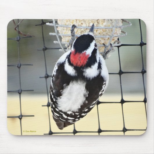 B53 Downy Woodpecker Mousepad (Vorne)