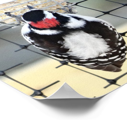 B53 Downy Woodpecker Poster (Ecke)