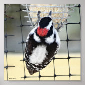 B53 Downy Woodpecker Poster (Vorne)